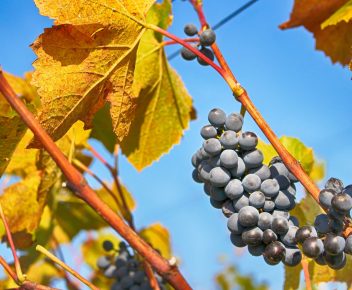 Grapes